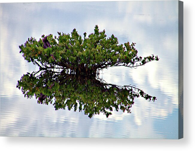 Merritt Island Acrylic Print featuring the photograph Lonely Tree by Bill Barber