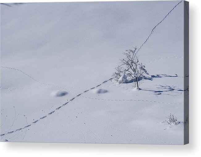 Italy Acrylic Print featuring the photograph Lonely Tree In The Snow by Alberto Zanoni