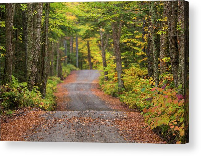 Long Acrylic Print featuring the photograph Long Autumn Road by White Mountain Images