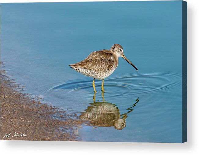 Animal Acrylic Print featuring the photograph Long-Billed Dowitcher Probing in the Mud by Jeff Goulden