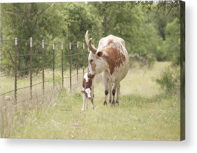 Wall Art Acrylic Print featuring the photograph Longhorn cow, Princess Lea with her new calf by Cathy Valle