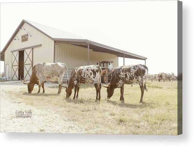 Texas Longhorns Wall Art Acrylic Print featuring the photograph Longhorn line up by Cathy Valle