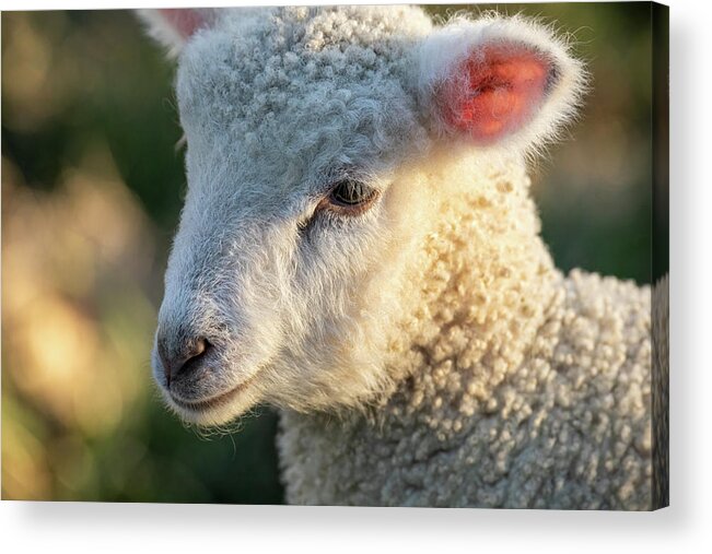 Lamb Acrylic Print featuring the photograph Longwool Lamb in Springtime by Rachel Morrison