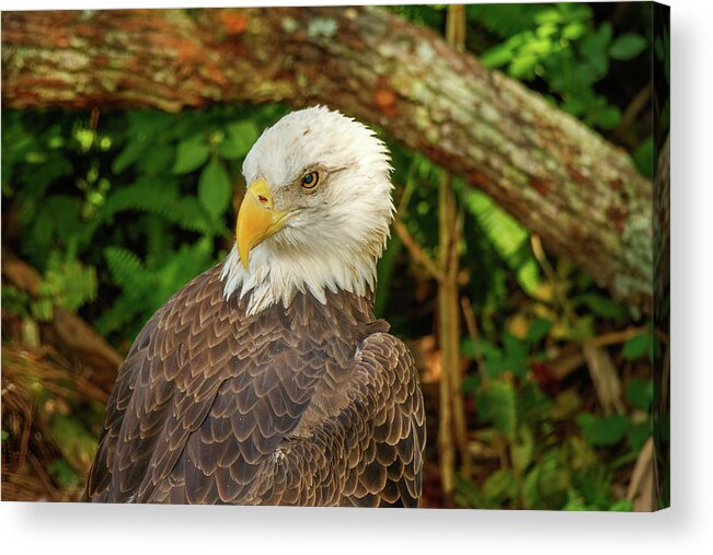 Eagle Acrylic Print featuring the photograph Looking Back by Les Greenwood