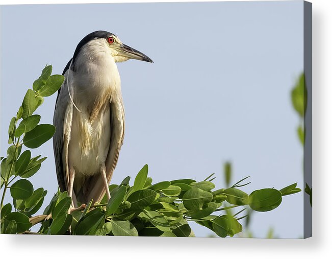 Birds Acrylic Print featuring the photograph Looking Eastward by RD Allen