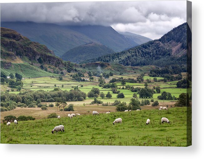 Grass Acrylic Print featuring the photograph Looking towards Helvellyn by Alexis Birkill