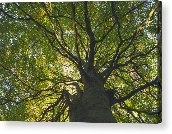 Tranquility Acrylic Print featuring the photograph Looking up through the intricate branches of a large tree full of leaves by Catherine MacBride