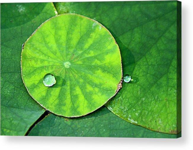 Lotus Acrylic Print featuring the photograph Lotus Pad Beauty by Jill Love