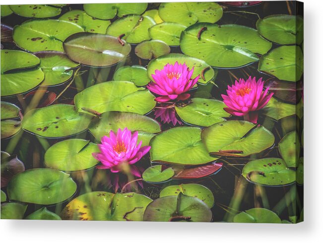 Lily Pond Acrylic Print featuring the photograph Lovely Lily Pond by Steph Gabler