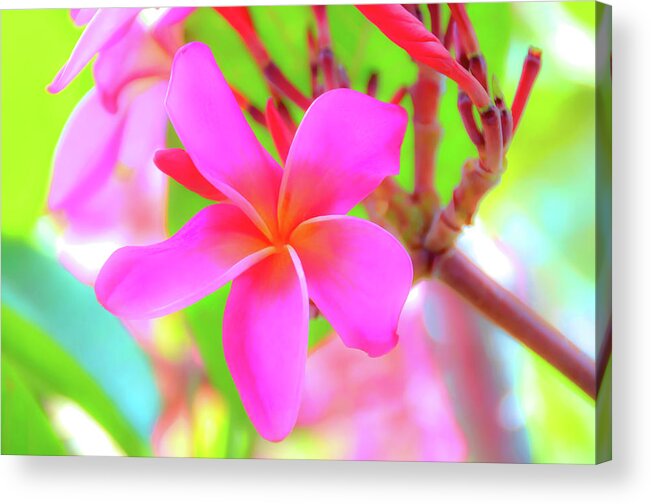 Lovely Acrylic Print featuring the photograph Lovely Plumeria by David Lawson
