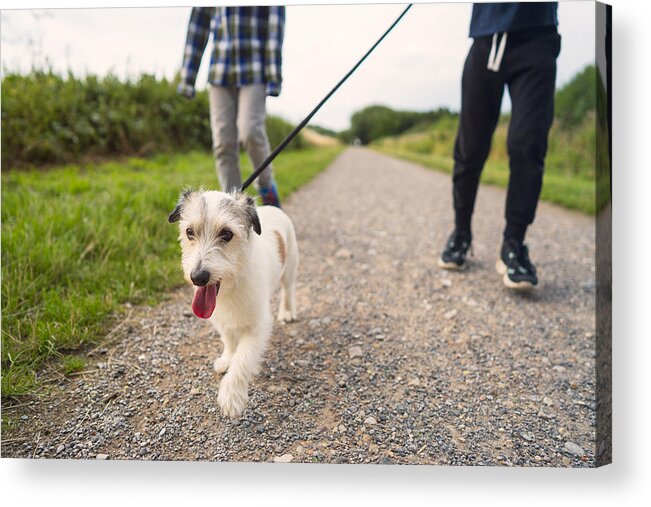 Pets Acrylic Print featuring the photograph Low angle view of a small dog being walked by his family in a park by Christopher Hopefitch