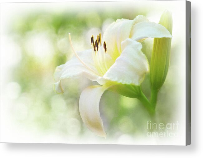 Queen Of The Garden Acrylic Print featuring the photograph Luminous Daylily by Anita Pollak