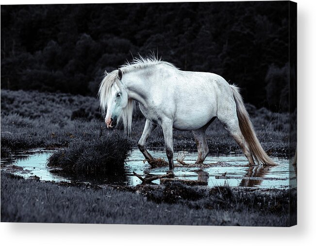 Photographs Acrylic Print featuring the photograph Luna - Horse Art by Lisa Saint