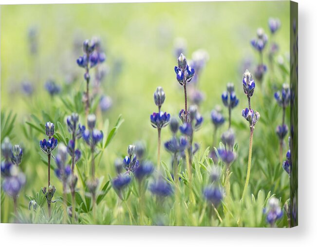 Lupine Acrylic Print featuring the photograph Wild at Heart by Shelby Erickson