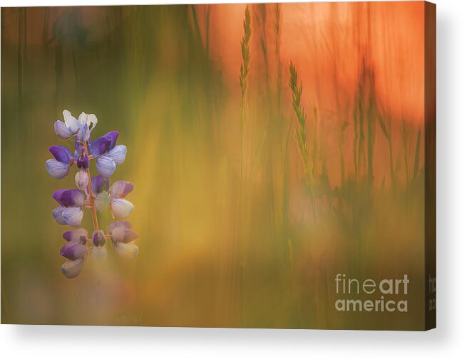 Botanical Wall Art Acrylic Print featuring the photograph Lupine Impressions FL10629 by Mark Graf