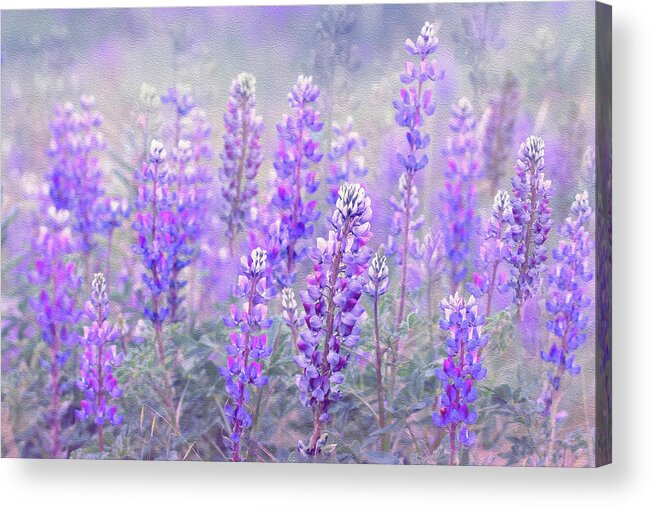 Lupines Acrylic Print featuring the photograph Lupines in Dublin by Vanessa Thomas