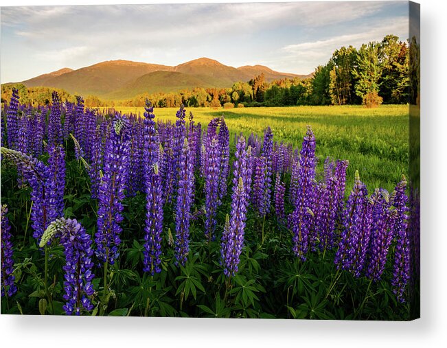 Lupine Acrylic Print featuring the photograph Lupines of the White Mountains in New Hampshire IV by William Dickman