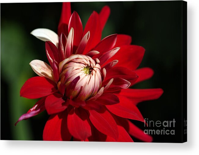 Fire And Ice Acrylic Print featuring the photograph Lush Red Dahlia by Joy Watson