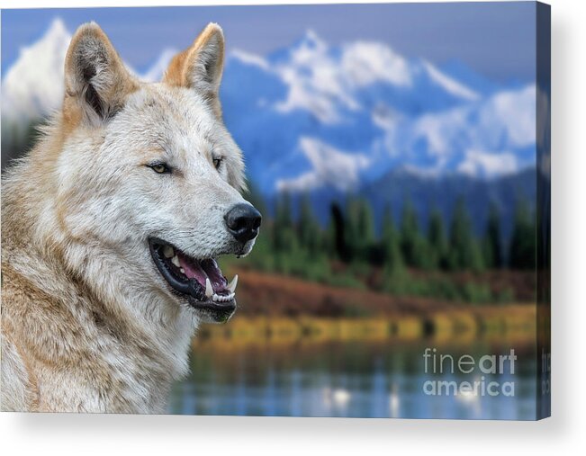 Northwestern Wolf Acrylic Print featuring the photograph Mackenzie Valley Wolf by Arterra Picture Library