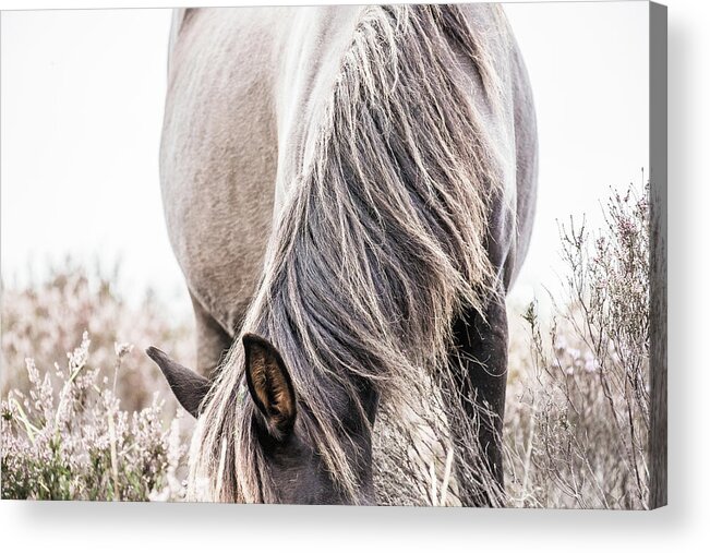 Photographs Acrylic Print featuring the photograph Madison - Horse Art by Lisa Saint