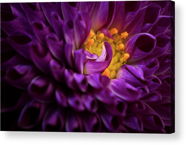 Blooms Acrylic Print featuring the photograph Magenta Musings by Shelby Erickson