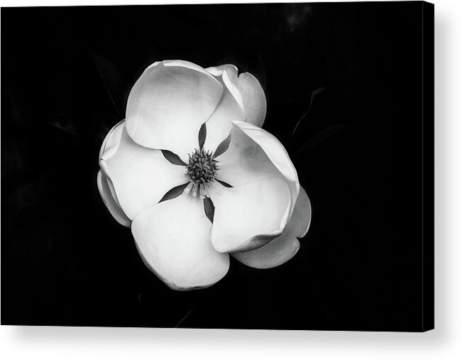 Magnolia Acrylic Print featuring the photograph Magnolia Blossom 1 by Connie Carr