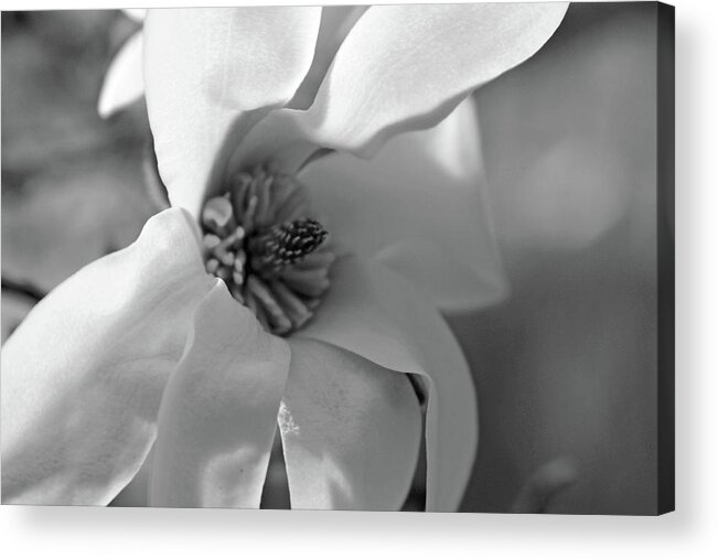 Magnolia Acrylic Print featuring the photograph Magnolia5471 BW by Carolyn Stagger Cokley