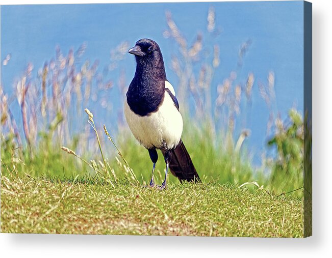Nature Acrylic Print featuring the photograph Magpie - Pica pica by Rod Johnson
