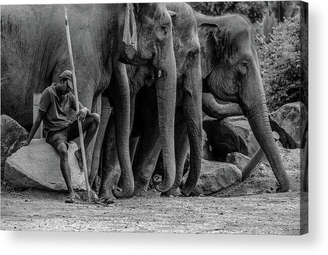 Elephant Acrylic Print featuring the photograph Mahout and the Elephants by Arj Munoz