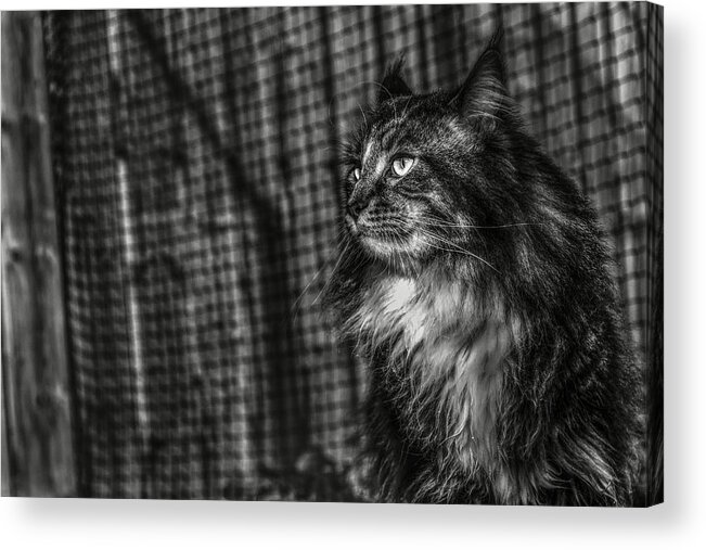 Cat Acrylic Print featuring the photograph Maine Coon 2 by Jaroslav Buna