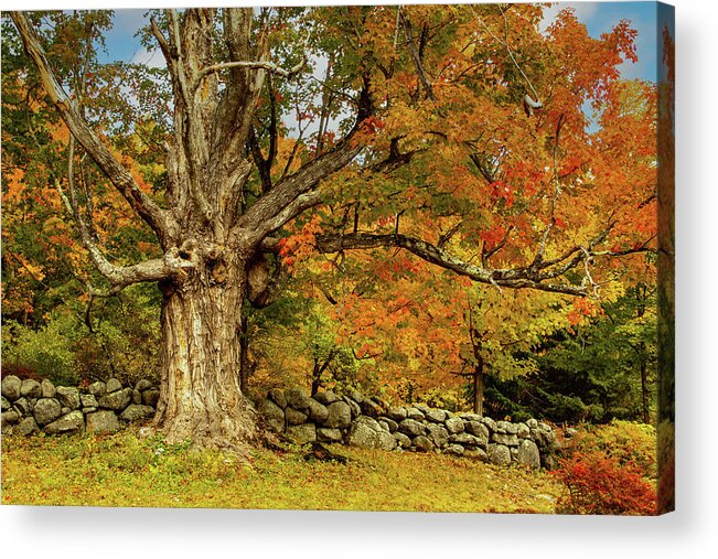 Hillsborough Nh Acrylic Print featuring the photograph Majestic Maple Fall Colors by Jeff Folger