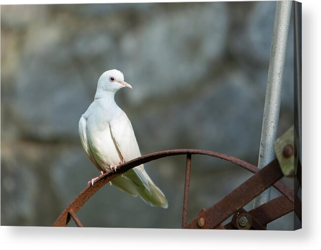 Doves Acrylic Print featuring the photograph Malachi_9780 by Rocco Leone