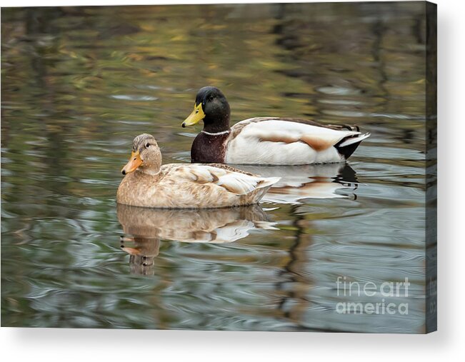 Anas Platyrhynchos Acrylic Print featuring the photograph Male and Female Mallards in Seattle by Nancy Gleason