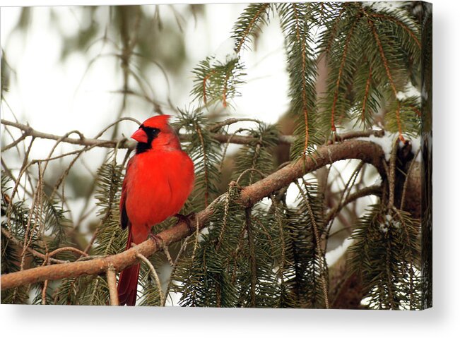 Male Cardinal Acrylic Print featuring the photograph Male Cardinal by Laurie Lago Rispoli