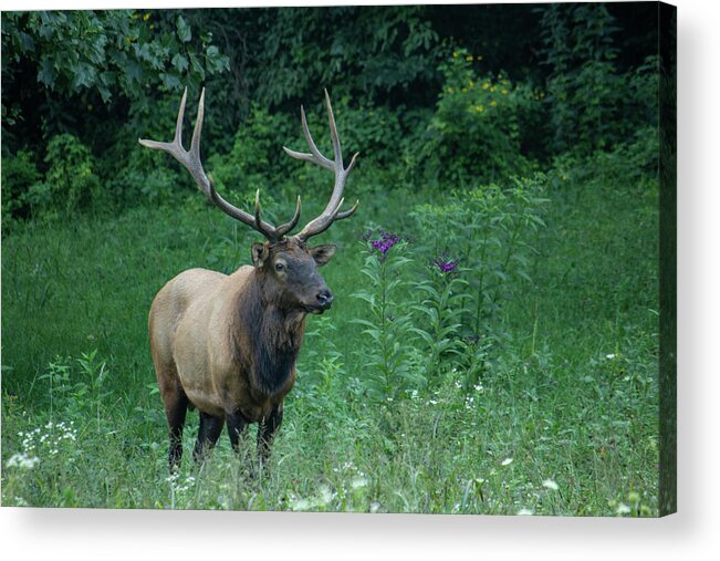 Elk Acrylic Print featuring the photograph Male Elk by Cindy Robinson
