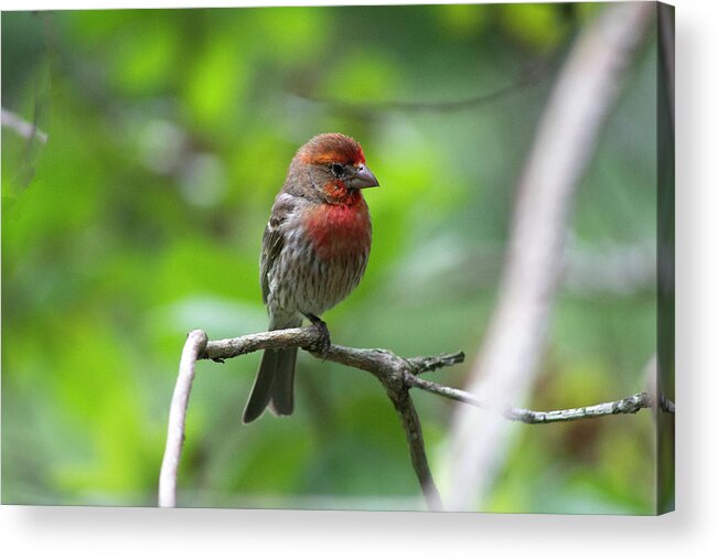 Bird Acrylic Print featuring the photograph Male House Finch by Geoff Jewett