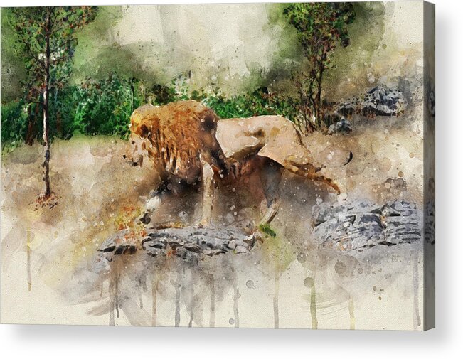 Lion Acrylic Print featuring the digital art Male lion by Geir Rosset