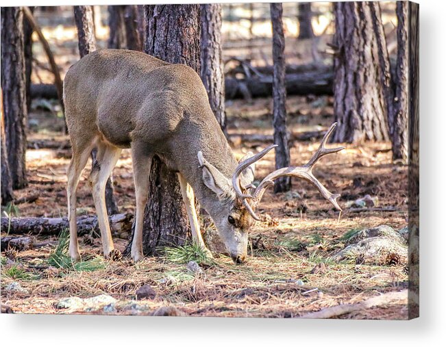Arizona Acrylic Print featuring the photograph Male Mule Deer, Coconino National Forest by Dawn Richards