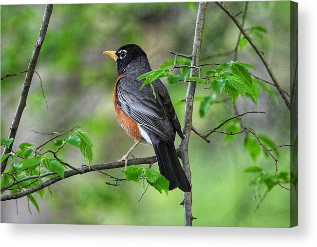 Photo Acrylic Print featuring the photograph Male Robin in Tree by Evan Foster