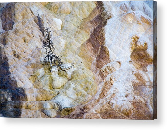 Mammoth Acrylic Print featuring the photograph Lonely at Mammoth Hot Springs by Rob Hemphill