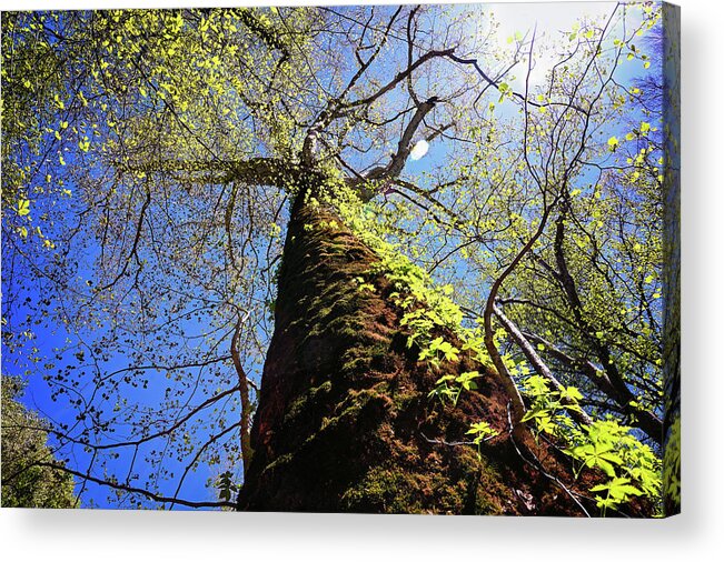 Sycamore Acrylic Print featuring the photograph Mammoth Sycamore by Steven Nelson