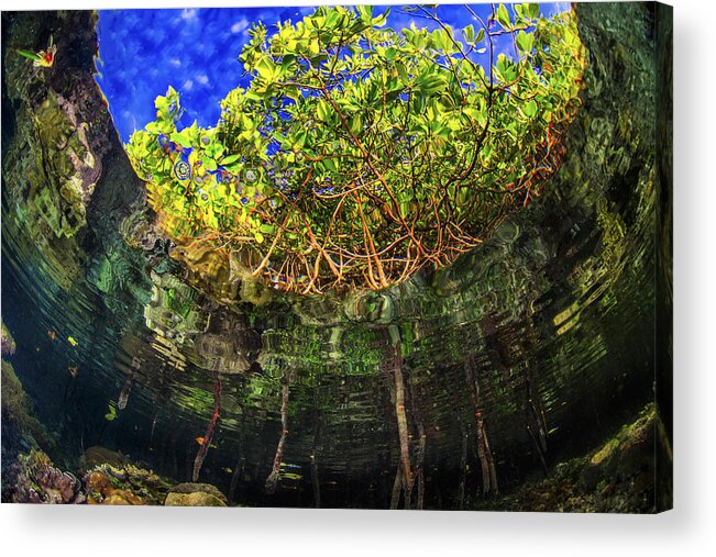 Underwater Acrylic Print featuring the photograph Mangroves from beneath the surface by Beth Watson