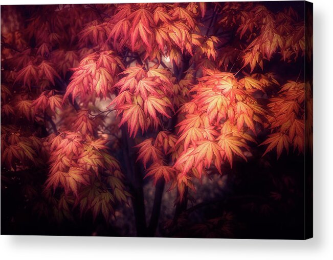 Maple Acrylic Print featuring the photograph Maple Foliage by Philippe Sainte-Laudy