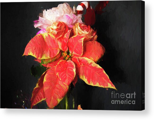 In-house Acrylic Print featuring the photograph Marble Star Poinsettia by Diana Mary Sharpton