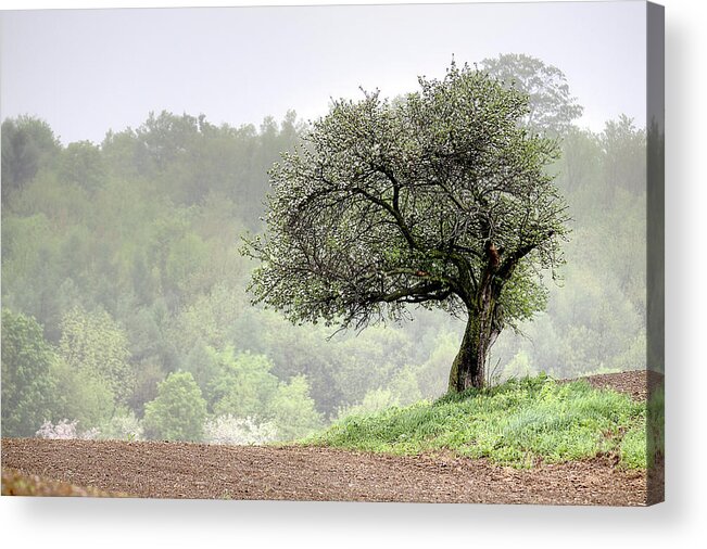Trees Acrylic Print featuring the photograph Marilla Tree by Don Nieman