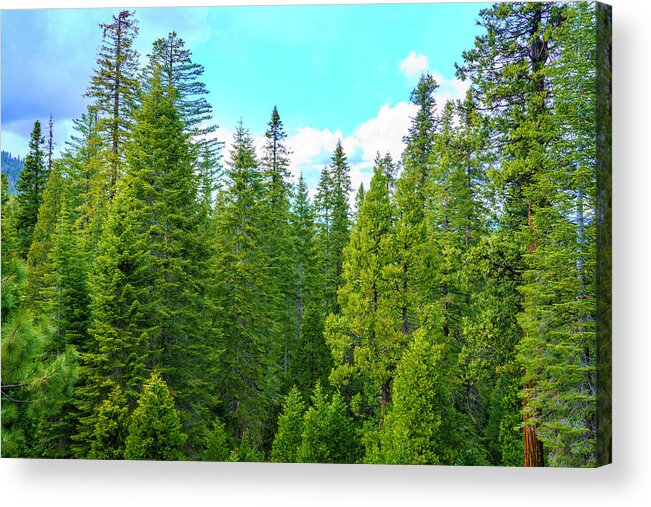Sequoia Trees Acrylic Print featuring the photograph Mariposa Grove in Yosemite 2 by Lindsay Thomson