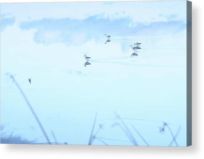Waterfowl Acrylic Print featuring the photograph Market Lake by Leanna Kotter