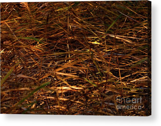 Abstract Acrylic Print featuring the photograph Marsh Grasses in the breeze by Stephen Melia