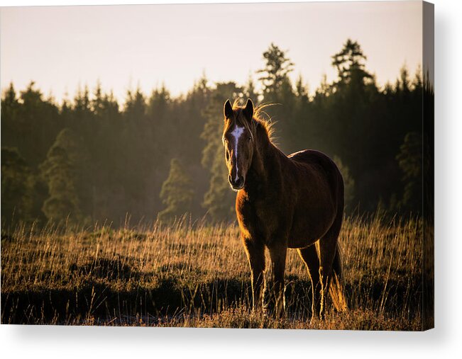 Photographs Acrylic Print featuring the photograph Mason - Horse Art by Lisa Saint