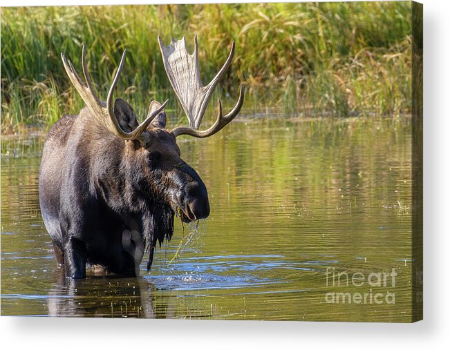 Wildlife Acrylic Print featuring the photograph Massive Bull Moose by Steven Krull